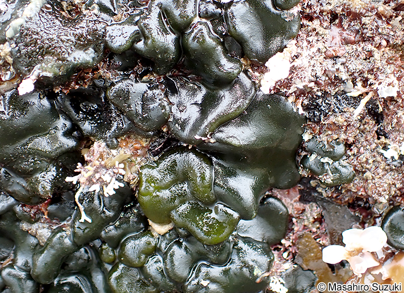 オオハイミル Codium dimorphum