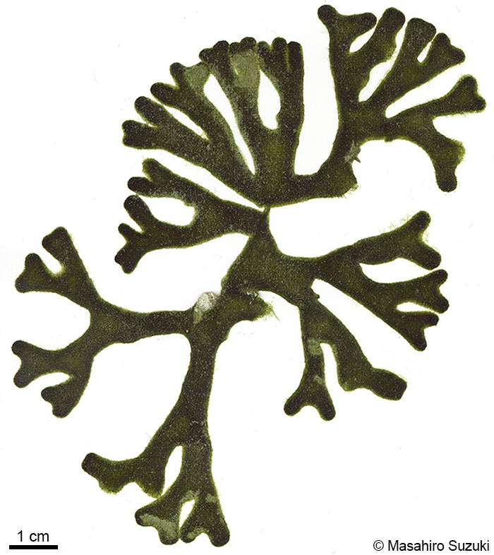 モツレミル Codium intricatum