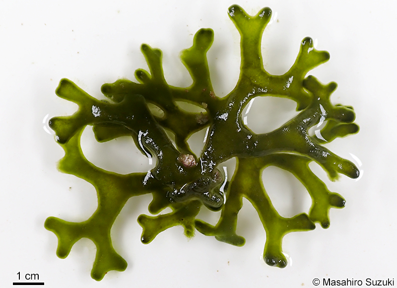モツレミル Codium intricatum