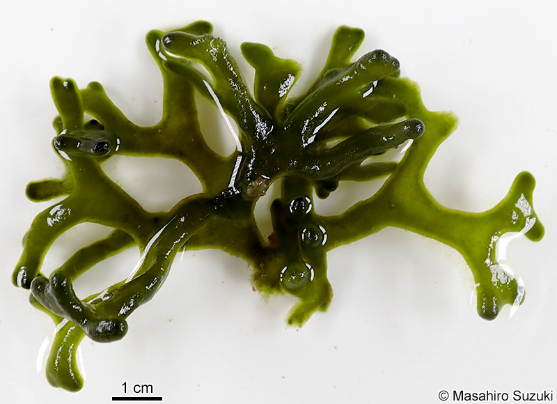 モツレミル Codium intricatum