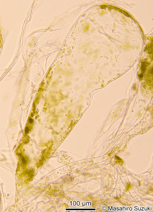 モツレミルの小嚢