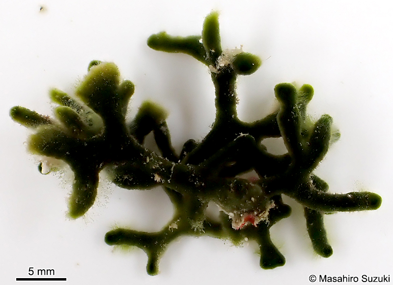 ヤセガタモツレミル Codium repens