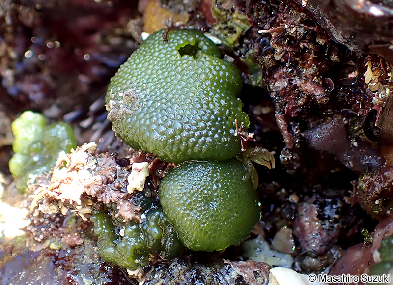 キッコウグサ Dictyosphaeria cavernosa