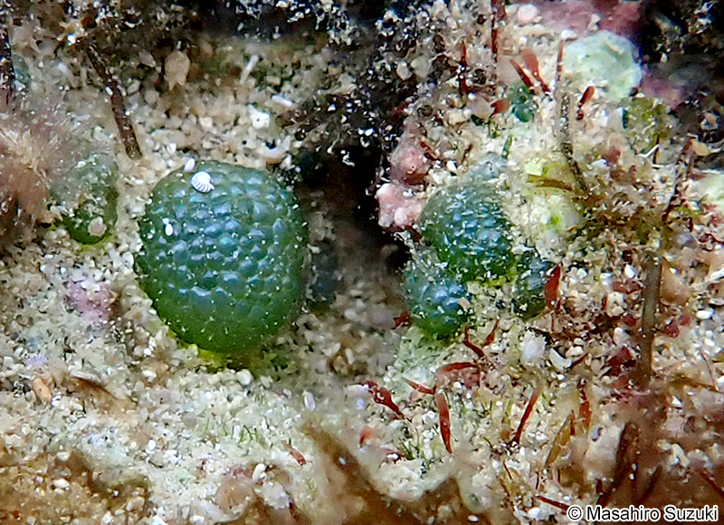 キッコウグサ Dictyosphaeria cavernosa