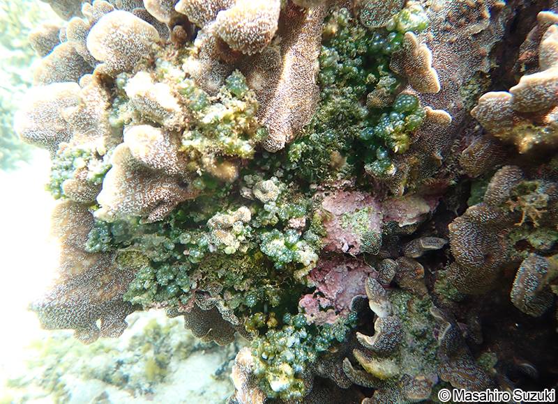 ムクキッコウグサ Dictyosphaeria versluysii