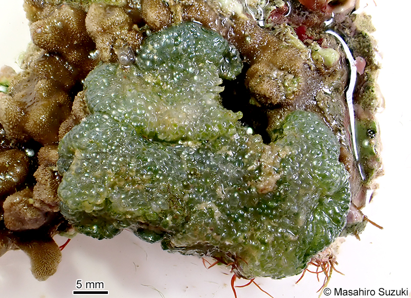 ムクキッコウグサ Dictyosphaeria versluysii