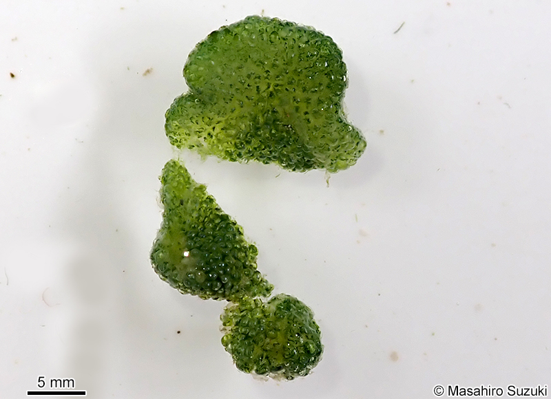 ムクキッコウグサ Dictyosphaeria versluysii