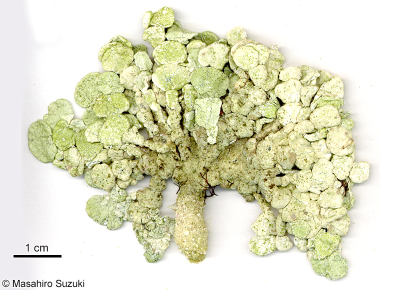 フササボテングサ Halimeda borneensis