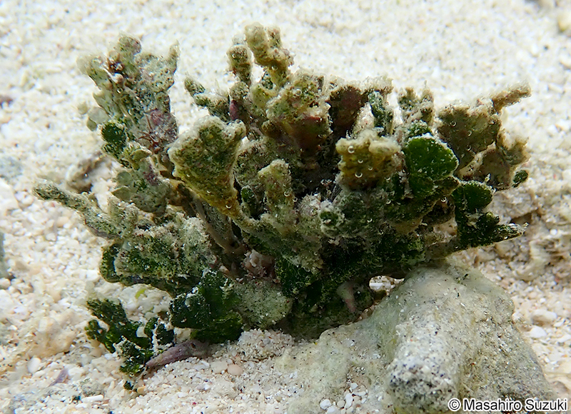 フササボテングサ Halimeda borneensis