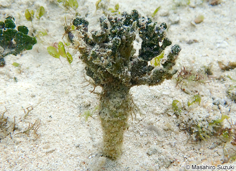 フササボテングサ Halimeda borneensis