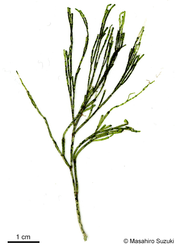 ミナミシオグサ Lychaete dotyana