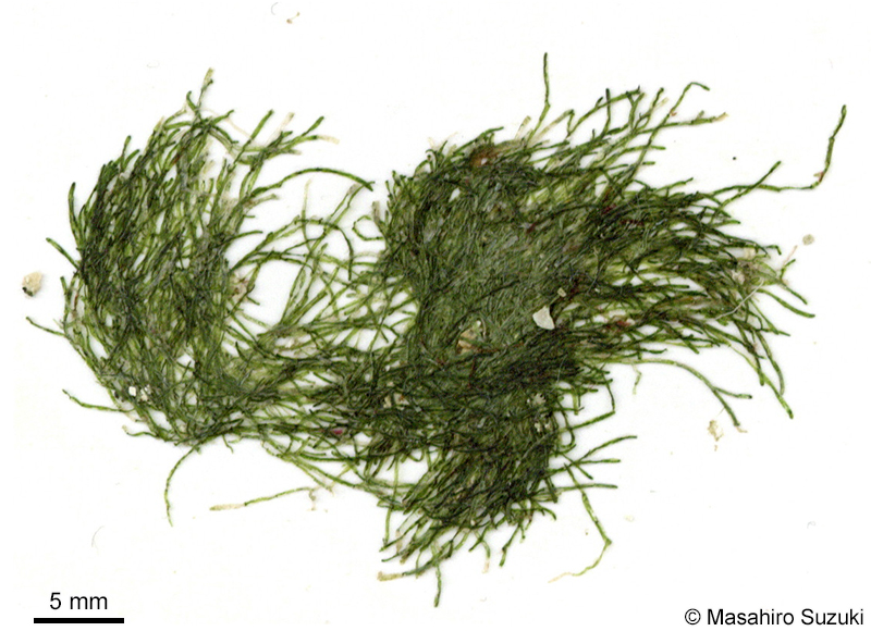 ミドリゲ Lychaete herpestica