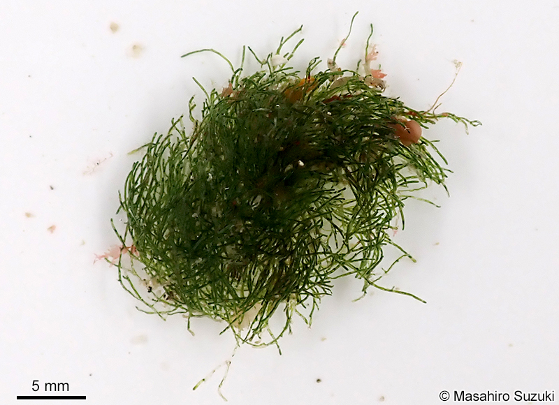 ミドリゲ Lychaete herpestica