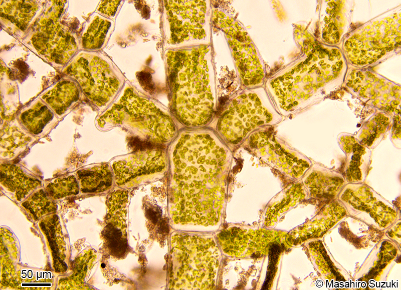 クロアミモヨウ Microdictyon nigrescens