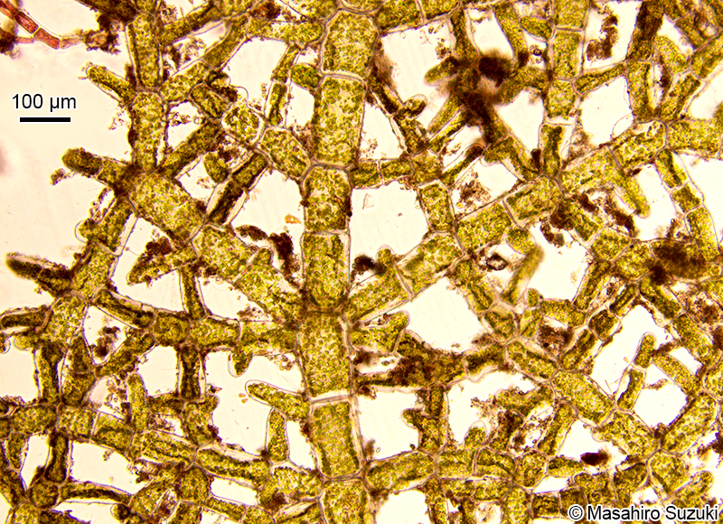 クロアミモヨウ Microdictyon nigrescens