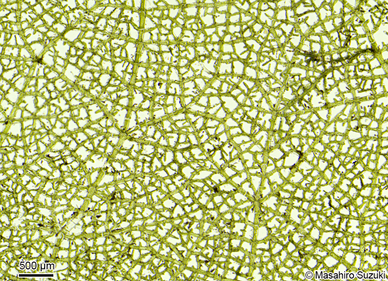 クロアミモヨウ Microdictyon nigrescens