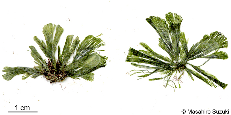 ヒメイチョウ Rhipidosiphon javensis