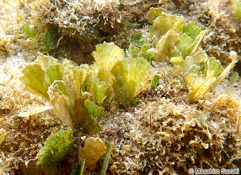 ヒメイチョウ Rhipidosiphon javensis