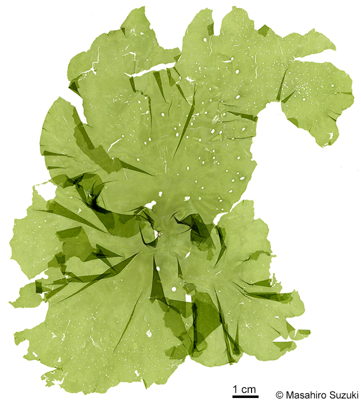 ボニンアオノリ Ryuguphycus kuaweuweu