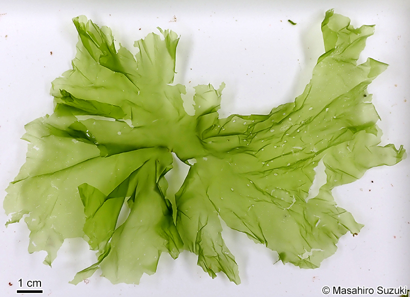 ボニンアオノリ Ryuguphycus kuaweuweu