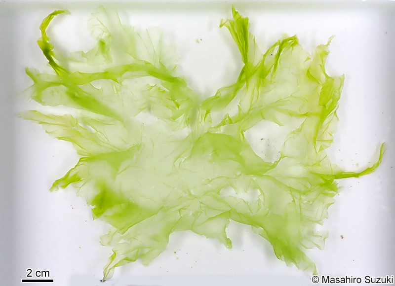 ミナミアオサ Ulva ohnoi