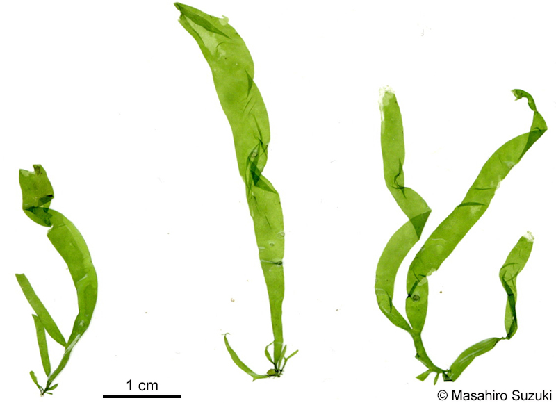 ショウジョウアオノリ Ulva partita