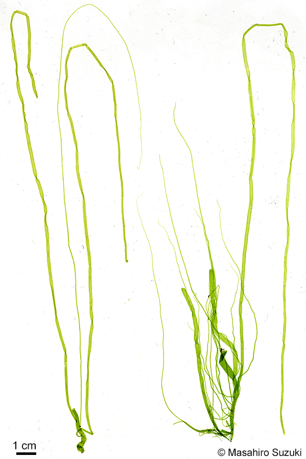 スジアオノリ Ulva prolifera