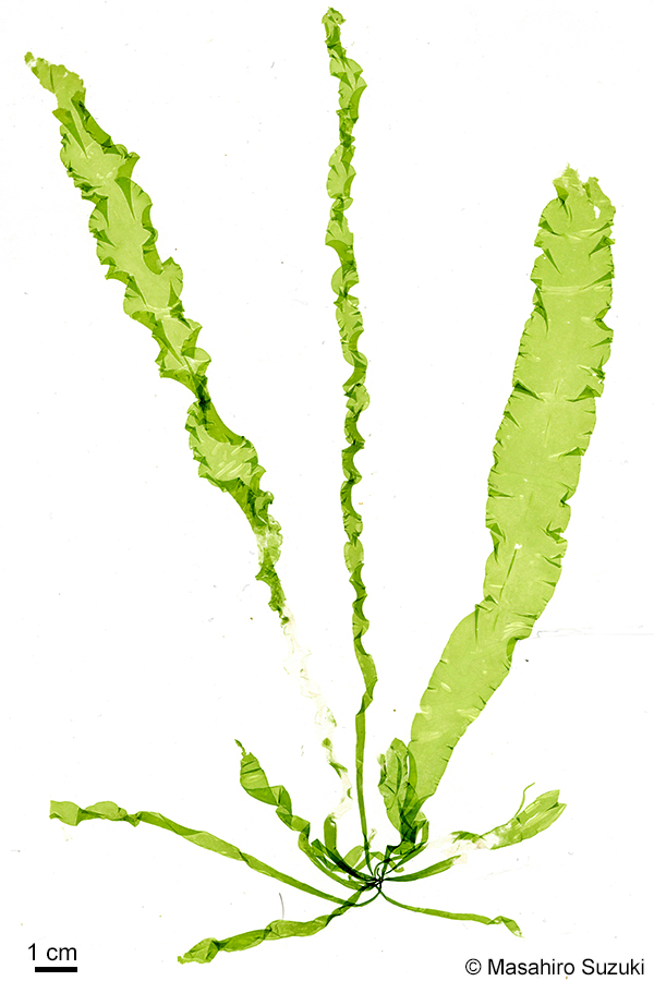 スジアオノリ Ulva prolifera