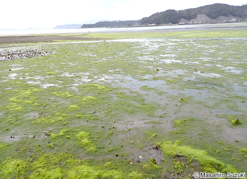 スジアオノリ Ulva prolifera