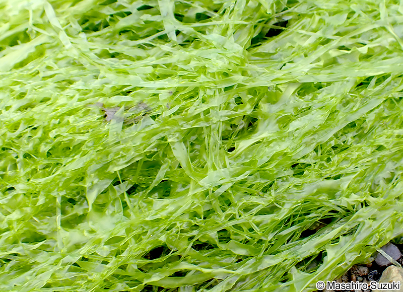 スジアオノリ Ulva prolifera