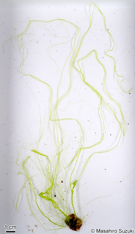 スジアオノリ Ulva prolifera