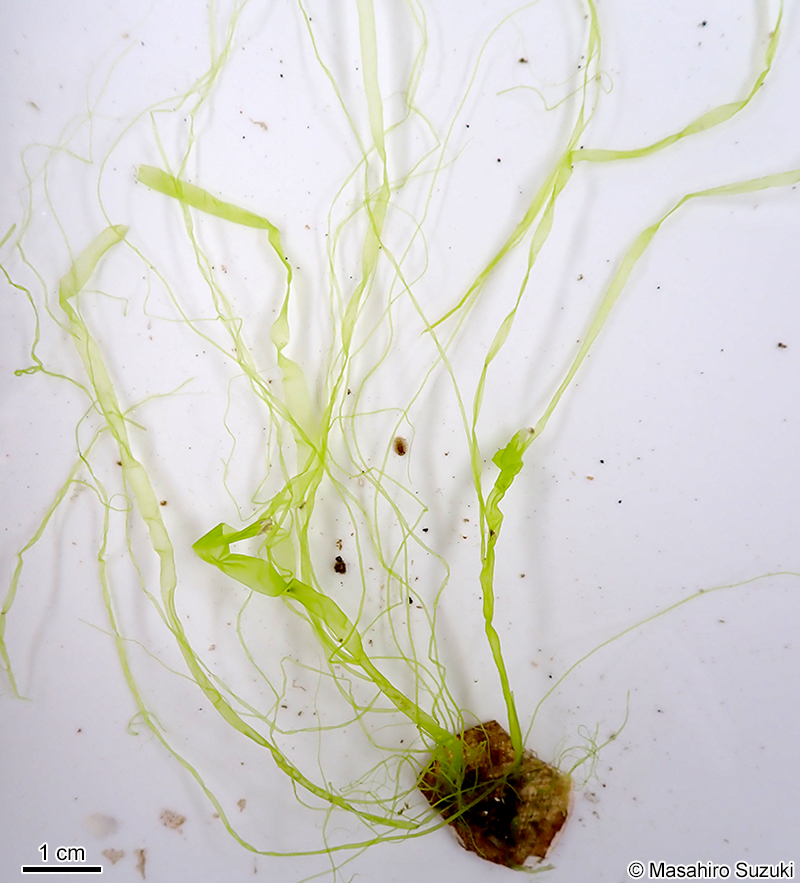スジアオノリ Ulva prolifera