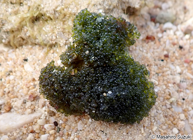 タマバロニア Valonia aegagropila