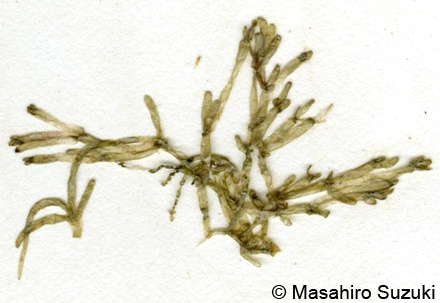 ホソバロニア Valoniopsis pachynema