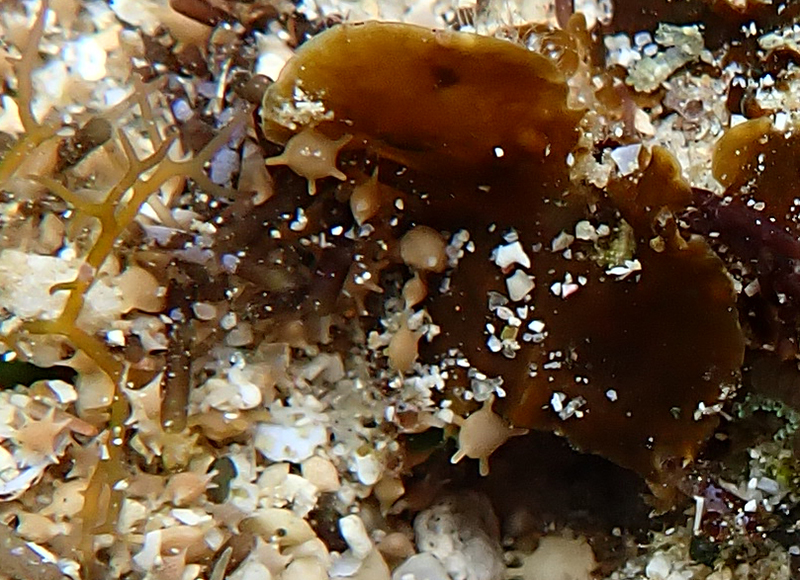 タイヨウノスナ Calcarina sp.