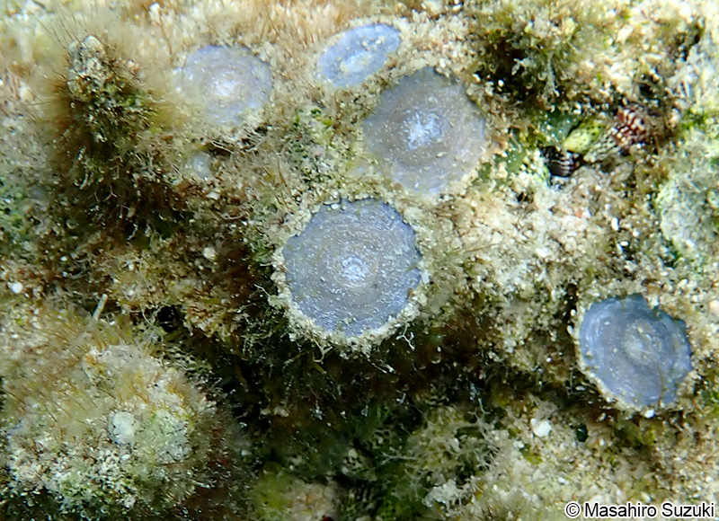 ゼニイシ Marginopora sp.