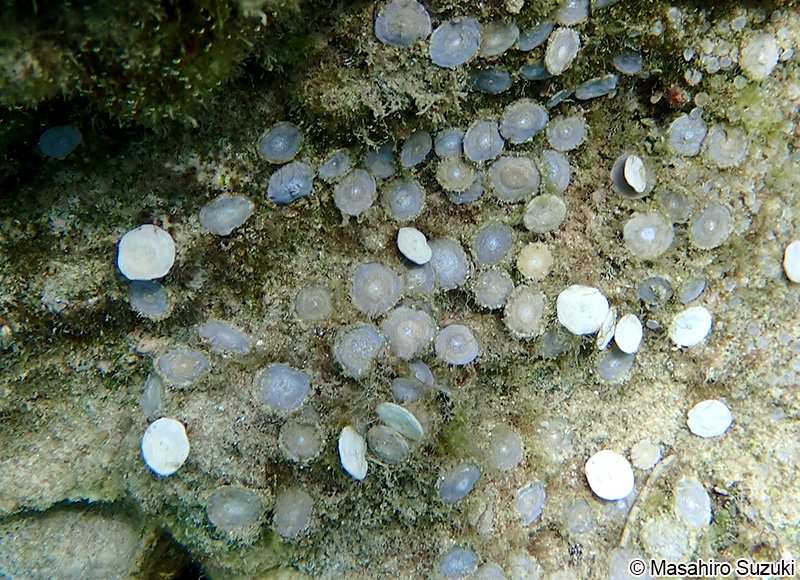 ゼニイシ Marginopora sp.