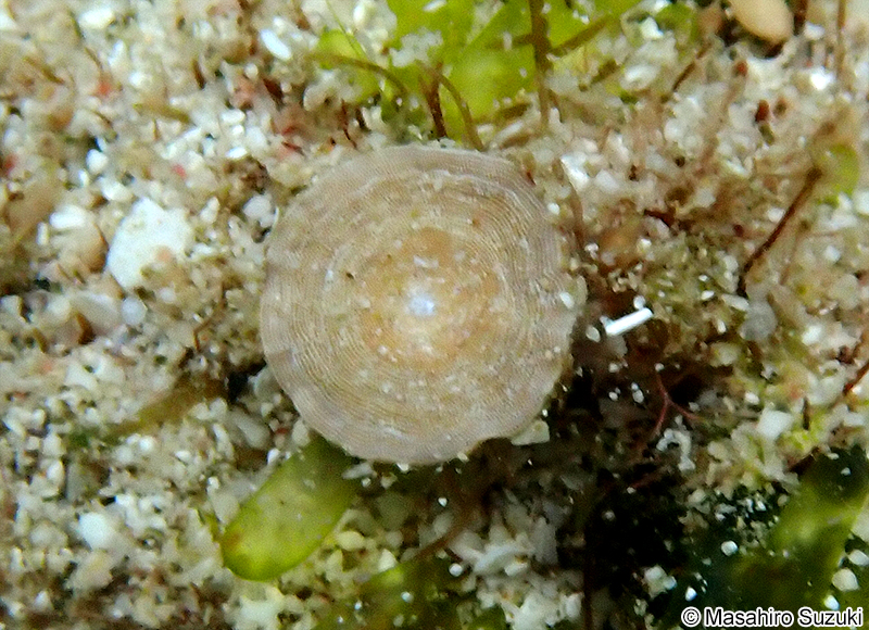 ゼニイシ Marginopora sp.