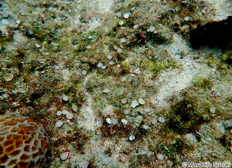 ゼニイシ Marginopora sp.