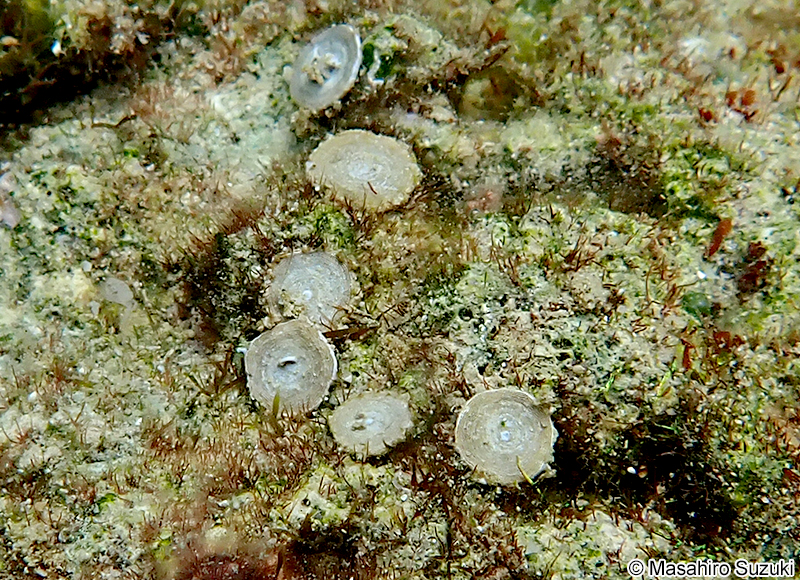 ゼニイシ Marginopora sp.